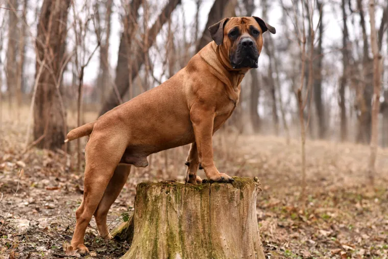 4. Boerboel:  Ovaj pas je poznat i kao južnoafrički mastif. Sa snažnim instinktom za zaštitu savršen je čuvar koji hrabro štiti svoju obitelj od prijetnji, bilo da se radi o divljim životinjama ili nepozvanim posjetiteljima. Ova pasmina suočava se s ograničenjima u Singapuru, Ukrajini i Indiji zbog strogih zakonskih regulativa.