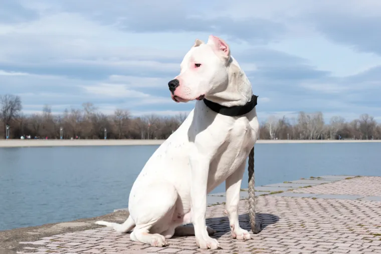 7. Dogo Argentino: Ova pasmina je stvorena za lov na velike divlje životinje i u mnogim zemljama svrstavaju se u opasne pse. Držanje ove pasmine za kućnog ljubimca može biti podložna ograničenjima u nekoliko zemalja, uključujući Španjolsku, Australiju, Ujedinjeno Kraljevstvo, Italiju, SAD, Dansku, Norvešku, Portugal, Maltu, Indiju, Izrael i druge.