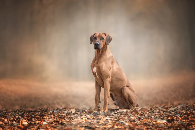 12. Rodezijski gonič lavova: Ovaj izdržljiv pas impresionira svojom gracioznošću, hrabrom naravi, koja je savršeno uravnotežena s blagošću koju pokazuje prema svojim vlasnicima, ali također je na popisu pasmina koje podliježu ograničenjima u Irskoj.