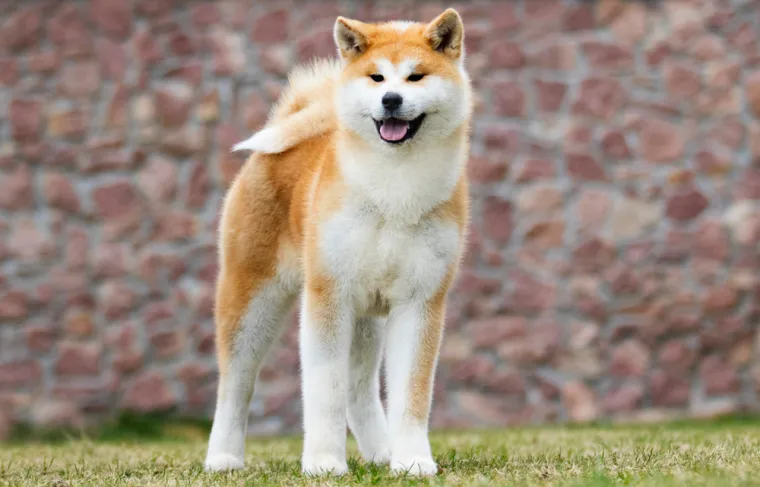 16. Akita Inu: Ova ponosna i svojeglava pasmina, u Japanu ima status spomenika prirode. Simpatična Akita Inu također je na listi ograničenih pasmina u Irskoj, a u nekim zemljama poput &Scaron;panjolske, SAD-a i Ukrajine postoje strože mjere.