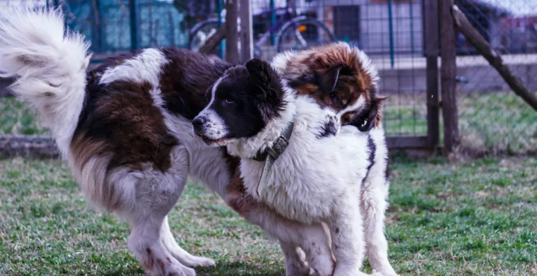 20. Tornjak: Ovaj pastirski pas, koji potječe iz planinskih područja, već od 11. stoljeća &scaron;titi stada od pljačka&scaron;a i velikih predatora poput vukova i medvjeda. U Danskoj je prilično te&scaron;ko nabaviti tornjaka, iako su vrlo korisni kao psi čuvari.