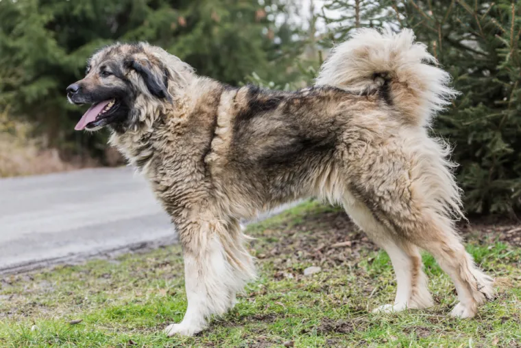 23. Kavkaski ovčar: Za ove pse se tvrdi da navodno ne vole strance. Pasmina je jedna od najvećih na svijetu i poznata je po za&scaron;titi i čuvanju stada i imanja. Kavkaski ovčar se suočava s restrikcijama u Danskoj, Italiji, Rusiji i Ukrajini.