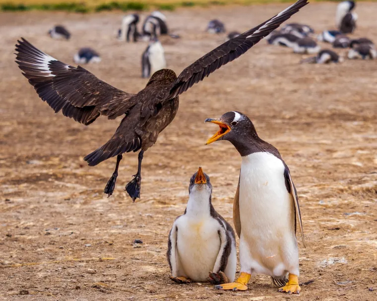 Nažalost, većina vrsta pingvina suočava se s padom populacije. Međunarodna unija za očuvanje prirode (IUCN) klasificira 11 od 18 vrsta kao globalno ugrožene. Glavne prijetnje su klimatske promjene, gubitak staništa, prekomjerni izlov ribe (kojom se pingvini hrane) i onečišćenje.