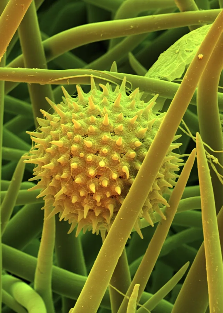 22. Pelud pitomog sljeza: Raste na vlažnim mjestima u srednjoj i južnoj Europi. Cvjetovi su bijele ili svijetloružičaste boje. Na fotografiji je vidljivo peludno zrno pitomog sljeza na dlačicama biljke. Zrno ima bodljikavu vanjsku stijenku, koja može pomoći u njegovoj rasprostranjenosti. Svako peludno zrno sadrži mu&scaron;ku reproduktivnu stanicu koja je namijenjena oplodnji jajne stanice i pokreće formiranje sjemena za novu biljku. 