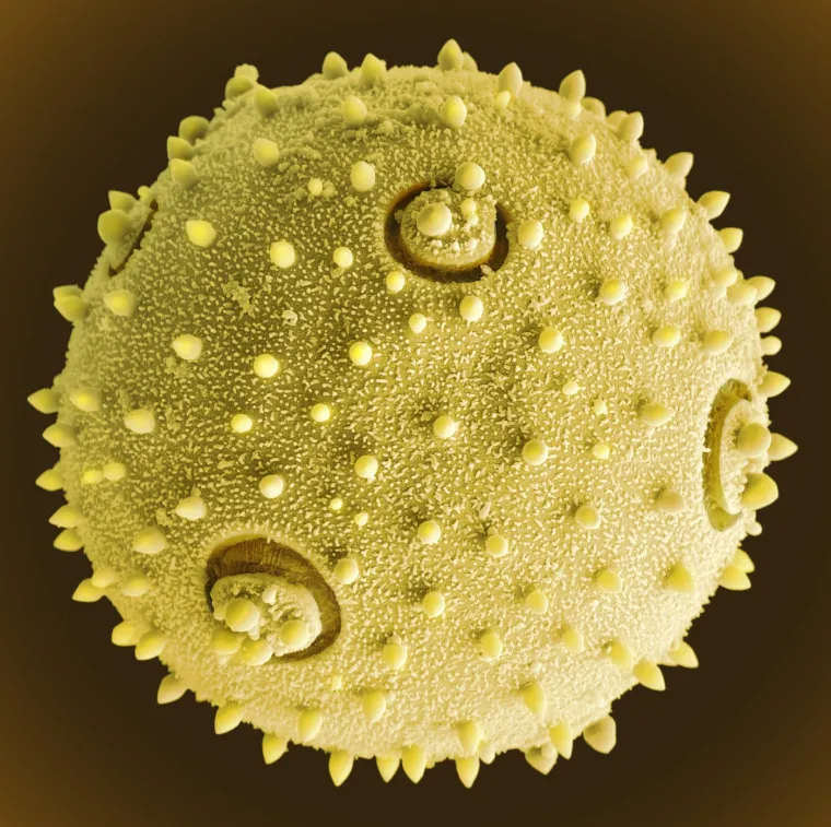 23. Pelud buče: Na fotografiji se vidi pelud buče koja dolazi iz porodice Cucurbitaceae. Peludno zrno buče ima bodljikavu vanjsku stijenku, koja može pomoći u njegovoj rasprostranjenosti na opra&scaron;ivače. Buča raste na zemlji, ali može biti i penjačica. Odgovara joj toplo vrijeme i tlo.