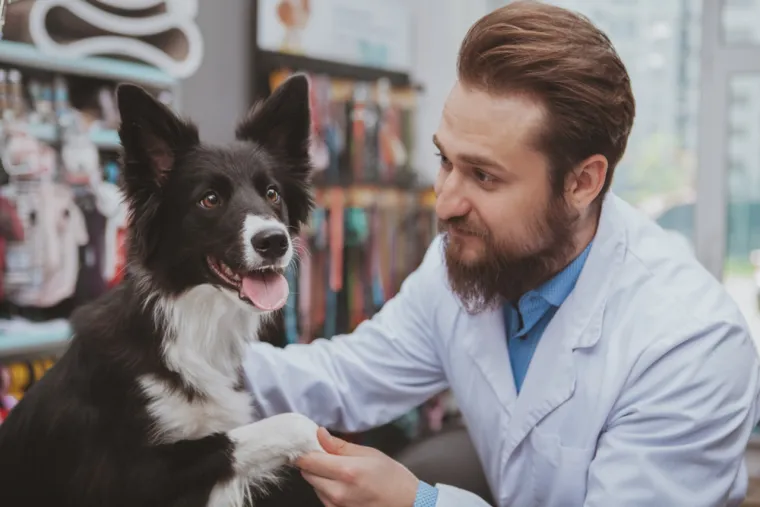 7. Veterinar - Pruža medicinsku skrb životinjama, uključujući dijagnostiku, liječenje i preventivne mjere.