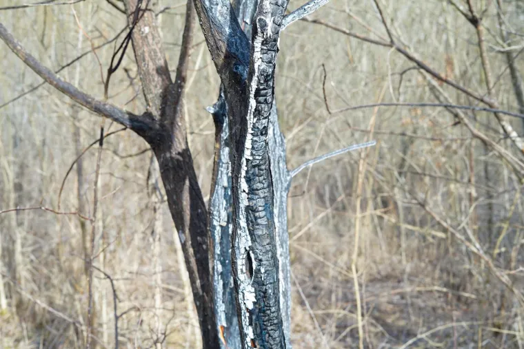 Ovdje su pronađeni ostaci žene u izgorenom vozilu, &scaron;okirani mje&scaron;tani: 'Čuli smo da je s njom bio neki stranac'