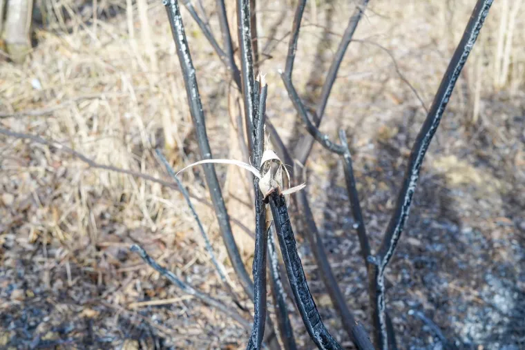 Ovdje su pronađeni ostaci žene u izgorenom vozilu, &scaron;okirani mje&scaron;tani: 'Čuli smo da je s njom bio neki stranac'