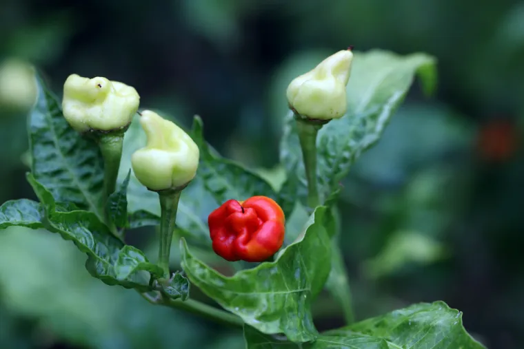 9. Zmajev dah (čili papričica): Ovo je najljuća papričica na svijetu s 2,48 milijuna Scovilleovih jedinica. Konzumiranje može izazvati opekline u grlu, zatvaranje dišnih puteva pa čak i anafilaktički šok.