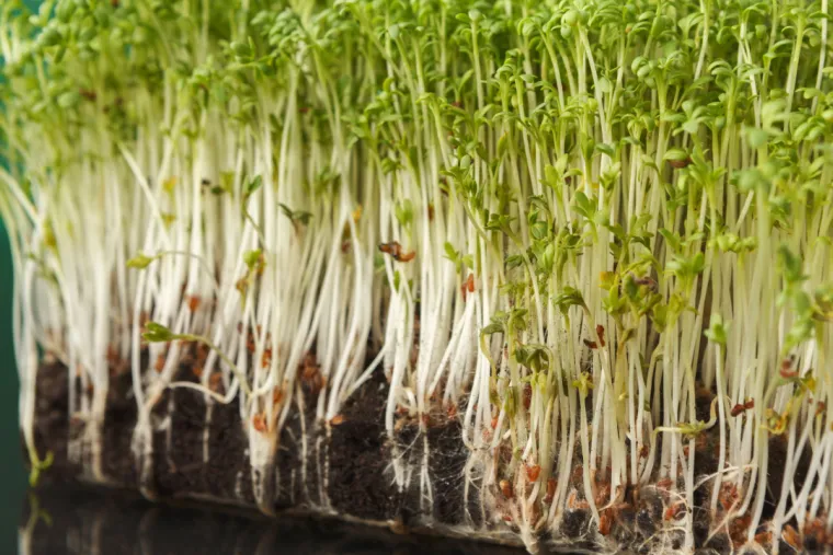 24. Klice djeteline: Iako hranjive, često su kontaminirane &scaron;tetnim bakterijama poput E. coli ili Salmonelle. Zbog svojih toplih, vlažnih uvjeta rasta predstavljaju značajan rizik od bolesti koje se prenose hranom.