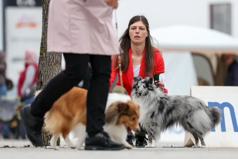 Izložba pasa u Zapre&scaron;iću: Ma pogledajte ove medene nju&scaron;ke, jedna je odnijela pobjedu