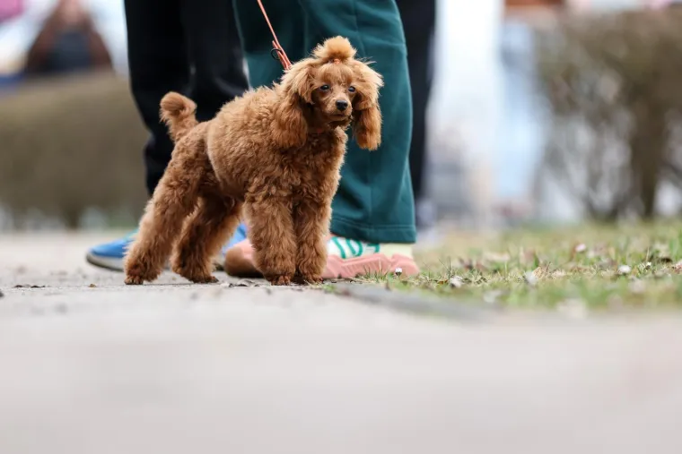 Izložba pasa u Zapre&scaron;iću: Ma pogledajte ove medene nju&scaron;ke, jedna je odnijela pobjedu