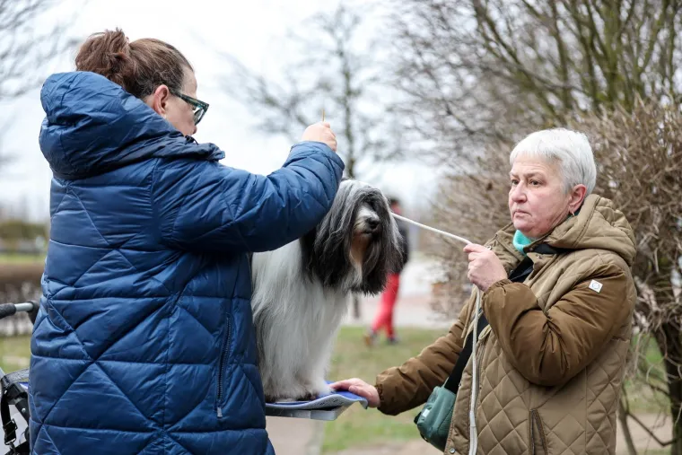 Izložba pasa u Zapre&scaron;iću: Ma pogledajte ove medene nju&scaron;ke, jedna je odnijela pobjedu