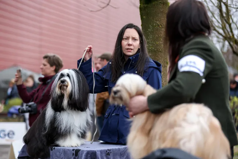 Izložba pasa u Zapre&scaron;iću: Ma pogledajte ove medene nju&scaron;ke, jedna je odnijela pobjedu