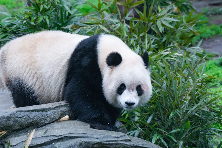 Međunarodni dan panda: Pogledajte fotografije čupavih debeljuškastih medvjedića