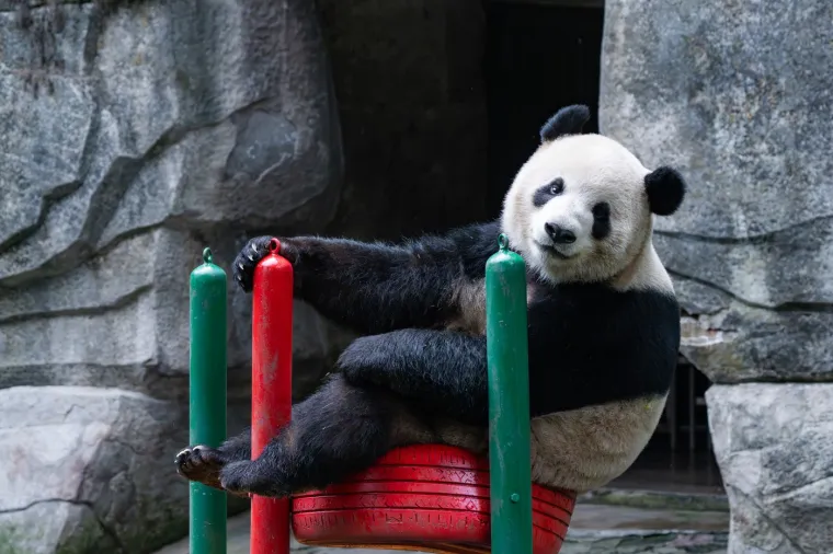 Međunarodni dan panda: Pogledajte fotografije čupavih debeljuškastih medvjedića