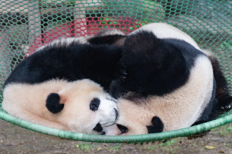 Međunarodni dan panda: Pogledajte fotografije čupavih debeljuškastih medvjedića