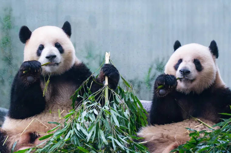Međunarodni dan panda: Pogledajte fotografije čupavih debeljuškastih medvjedića