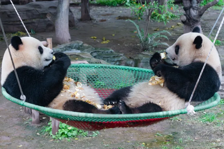 Međunarodni dan panda: Pogledajte fotografije čupavih debeljuškastih medvjedića