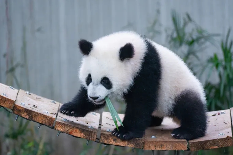 Međunarodni dan panda: Pogledajte fotografije čupavih debelju&scaron;kastih medvjedića