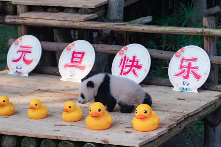 Međunarodni dan panda: Pogledajte fotografije čupavih debelju&scaron;kastih medvjedića