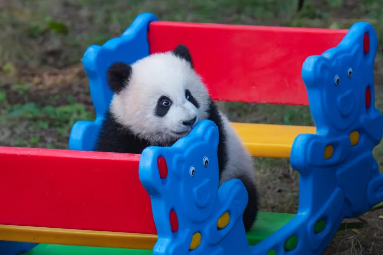 Međunarodni dan panda: Pogledajte fotografije čupavih debelju&scaron;kastih medvjedića
