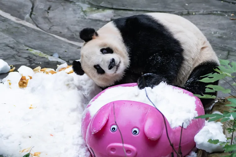 Međunarodni dan panda: Pogledajte fotografije čupavih debelju&scaron;kastih medvjedića
