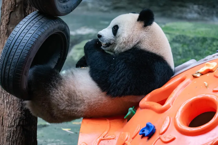 Međunarodni dan panda: Pogledajte fotografije čupavih debelju&scaron;kastih medvjedića