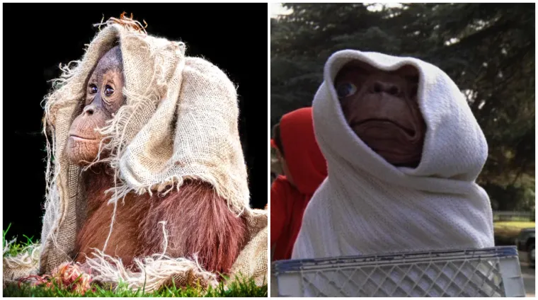 Chester Zoo u Engleskoj ovih je dana postao pravo viralno mjesto zahvaljujući neodoljivim fotografijama mladog orangutana koji je svojim nestašlucima oduševio posjetitelje i zaljubljenike u životinje diljem svijeta.