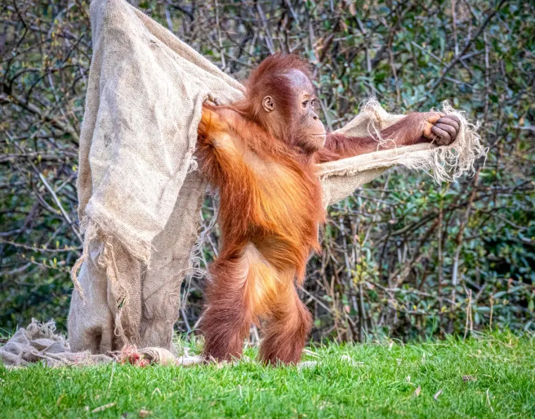 Naime, simpatični orangutan uhvaćen je kako se igra običnim komadom jutenog platna. 