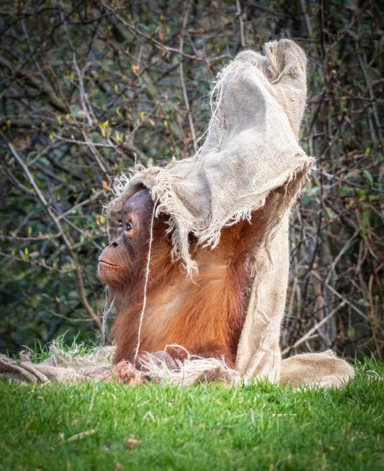Orangutani, jedini veliki čovjekoliki majmuni Azije, fascinantna su bića čija sudbina visi o niti. Ove inteligentne životinje, poznate po svojoj crvenkastoj dlaci i sporom, promišljenom kretanju, nastanjuju tropske kišne šume Bornea i Sumatre.