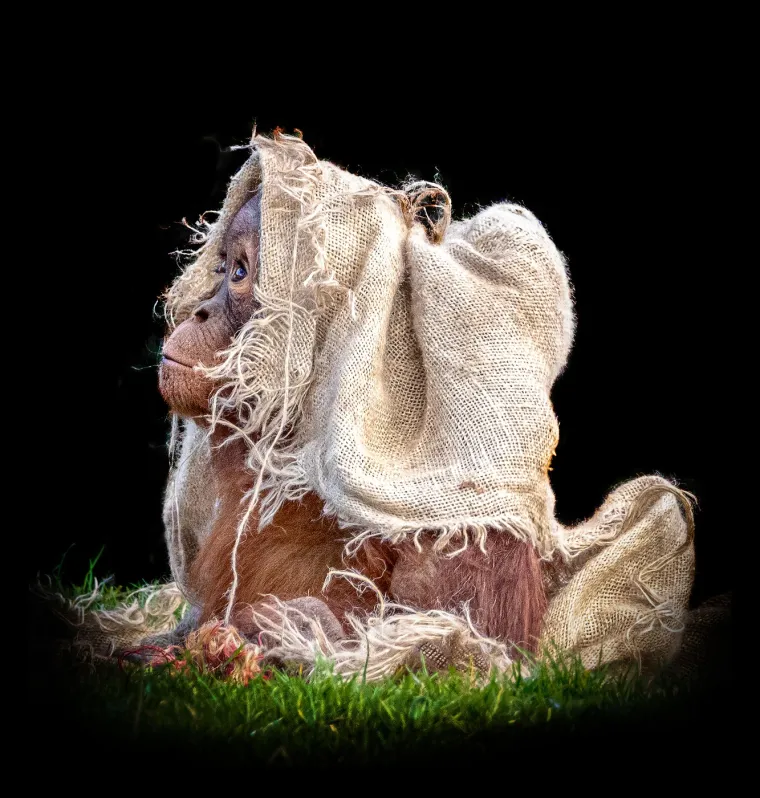 Orangutani su najveći arborealni sisavci na svijetu, što znači da većinu svog života provode na drveću.