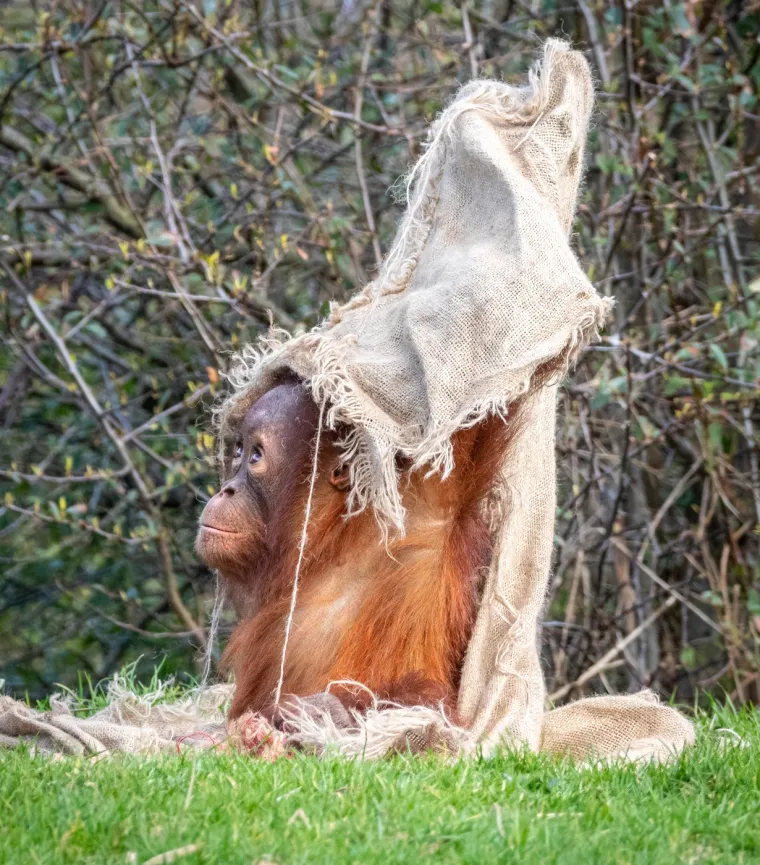 Za razliku od drugih velikih čovjekolikih majmuna, orangutani su uglavnom samotnjaci.