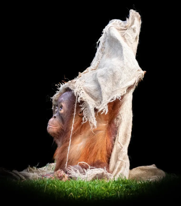 Odrasli mužjaci imaju velike teritorije koje se preklapaju s teritorijima nekoliko ženki. Iako su samotni, orangutani nisu antisocijalni. 