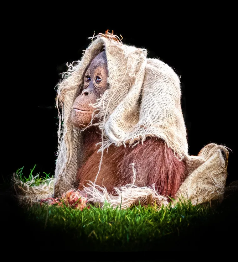 Komunikacija orangutana se, zbog njihove samotnjačke prirode, više oslanja na facijalne ekspresije i govor tijela nego na složenu vokalizaciju. Ipak, koriste razne zvukove, uključujući &quot;poljubac-cvrkut&quot; i hroptanje kada su uznemireni, te glasan, duboki &quot;dugi poziv&quot; koji mužjaci koriste za privlačenje ženki i upozorenje drugim mužjacima. 