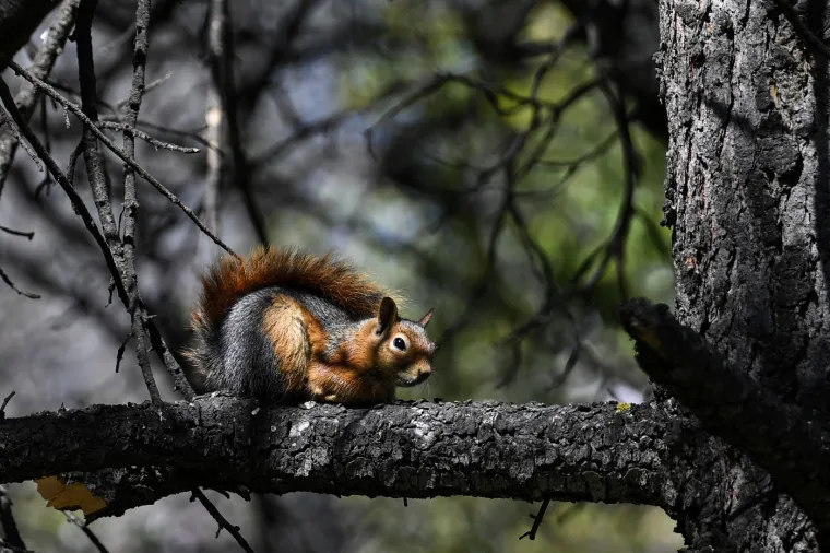 Pčele, leptiri i drugi opra&scaron;ivači postaju sve aktivniji, jer prenose pelud s cvijeta na cvijet i osiguravaju reprodukciju mnogih biljnih vrsta.