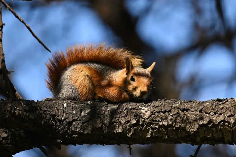 Vodozemci i gmazovi, koji su zimu proveli u stanju mirovanja, polako izlaze iz svojih skrovi&scaron;ta. Žabe i daždevnjaci kreću prema vodenim povr&scaron;inama radi razmnožavanja, pa mnogi mogu čuti njihove prepoznatljive zvukove proljetnih noći. Zmije i gu&scaron;teri mogu se vidjeti kako se sunčaju na toplim stijenama, gdje upijaju energiju potrebnu za svoje životne aktivnosti.