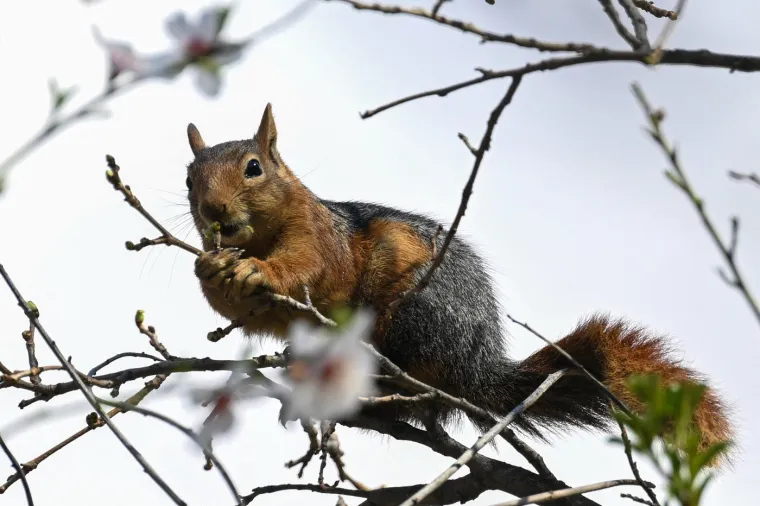 Tu se uključuje i jedan od najvećih kr&scaron;ćanskih blagdana - Uskrs koji simbolizira novi početak, nadu i buđenje života. Prvi maj, Praznik rada, također se obilježava u mnogim zemljama, a često je povezan s proljetnim festivalima i običajima. U nekim kulturama, proljeće se slavi kroz festivale boja, poput indijskog festivala Holi, ili kroz tradicionalne običaje vezane uz plodnost i novi početak.