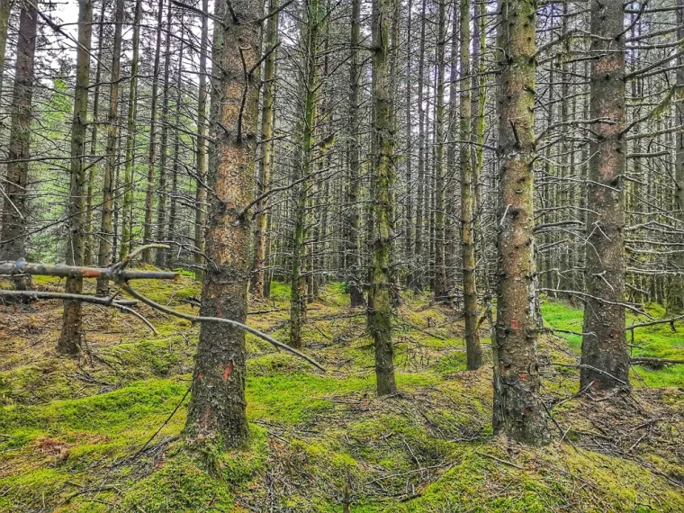 BALLYBOLEY ŠUMA - Ova zloglasna šuma, smještena u srcu Sjeverne Irske, poznata je po jezivim pričama o paranormalnim aktivnostima. Navodno je progonjena sablasnom ženom u bijelom, čija se pojava često povezuje s drevnim druidskim ritualima koji su se nekada održavali na ovom mjestu. Posjetitelji izvještavaju o neobjašnjivim fenomenima poput iznenadnih padova temperature, čudnih magli koje se uzdižu iz tla i osjećaja da ih netko promatra. Lokalne legende govore o misterioznim nestancima mještana koji su ušli u šumu i nikada se nisu vratili. Četiri prikaze u ogrtačima, za koje se vjeruje da su duhovi drevnih druida, navodno se pojavljuju među drvećem, te tiho promatraju posjetitelje ili noseći zapaljene grane. 