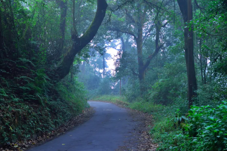 DOW HILL FOREST - Jezovita šuma u blizini Darjeelinga, poznata po zastrašujućim prijavama o bezglavom dječaku. Lokalni drvosječe i posjetitelji često izvještavaju o sablasnoj pojavi dječaka bez glave koji luta takozvanom &quot;Cestom smrti&quot; koja povezuje Dow Hill i Šumarski ured. Prema legendi, ovaj duh nestaje u gustoj šumi ako ga netko pokuša slijediti. Osim toga, mnogi svjedoče o osjećaju da ih netko promatra ili prati dok se kreću šumom. Uz bezglavog dječaka, ovo mjesto poznato je i po drugim paranormalnim pojavama, uključujući viđenja &quot;sive dame&quot; i crvenih očiju koje vire iza drveća. Posjetitelji često prijavljuju iznenadne padove temperature i neobjašnjive pokrete predmeta, što dodatno pridonosi jezivoj reputaciji ove indijske šume.