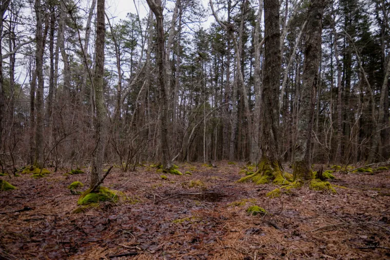 PINE BARRENS - Pine Barrens u New Jerseyu prostiru se na više od milijun hektara, a poznati su po Jersey Devilu. Ovo legendarno stvorenje, koje datira iz 18. stoljeća, navodno ima kopita, kozju glavu, šišmišja krila i račvasti rep. Legenda kaže da je to prokleto 13. dijete Majke Leeds, rođeno iz pakta s vragom. Viđenja Jersey Devila, obilježena jezivim vriskovima i čudnim tragovima, traju stoljećima. Izolirana priroda Pine Barrensa i pjeskovito tlo koje čuva otiske stopala održavaju ovu jezivu priču živom.