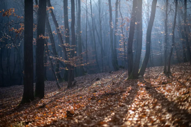 HOIA BACIU - Ova šuma u blizini Cluj-Napoca, poznata je po paranormalnim aktivnostima i neobjašnjivim događajima. Njezina reputacija uključuje viđenja duhova, neobjašnjive pojave, pa čak i NLO-e. Godine 1968., vojni tehničar snimio je fotografiju objekta nalik tanjuru iznad šume, što je pokrenulo niz priča o Hoia Baciu. Priče o kvarovima elektroničkih uređaja, osjećaju da vas netko promatra, pa čak i fizičkim ozljedama posjetitelja, pridonose jezivoj atmosferi. Posebno su zanimljiva uvrnuta stabla i neobičan, ogoljen krug u šumi, gdje ništa ne raste.