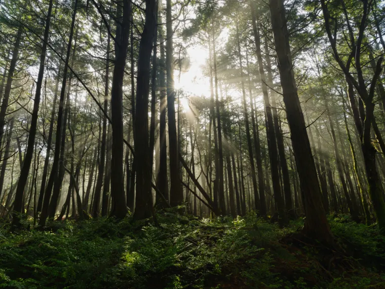 AOKIGAHARA - Smještena u podnožju planine Fuji, Aokigahara, poznata i kao More drveća, zloglasna je po svojoj povezanosti s &quot;yurei&quot;, nemirnim duhovima u japanskoj mitologiji. Vulkansko tlo i gusto raslinje stvaraju jezivu tišinu, narušenu tek šapatom vjetra. Nažalost, Aokigahara je kroz povijest privlačila mnoge koji su tamo potražili svoj konačni počinak. Posjetitelji često prijavljuju osjećaj teške potištenosti i dezorijentacije, kao da šuma diše sjećanjima iz prošlosti. Stoga se smatra jednom od najukletijih šuma na svijetu.