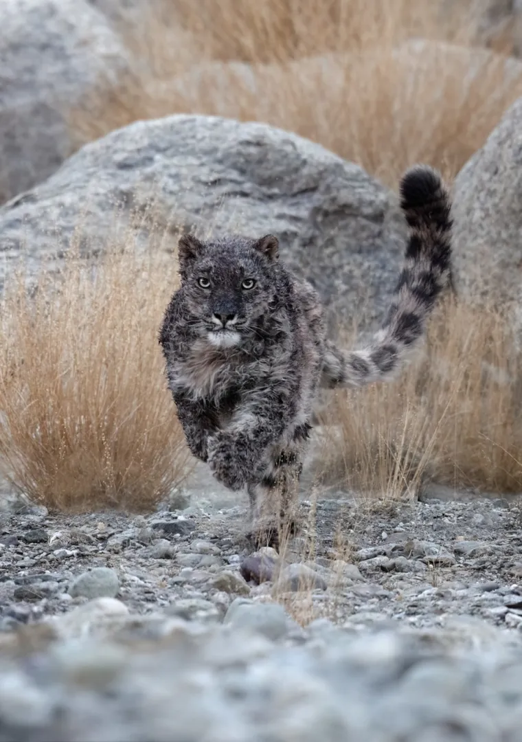 &quot;Čak i radeći s najboljim tragačima u tom području, trebalo mi je jako puno vremena da uočim leoparde čak i kad su bili točno ispred mene&quot;, rekao je Vacher.