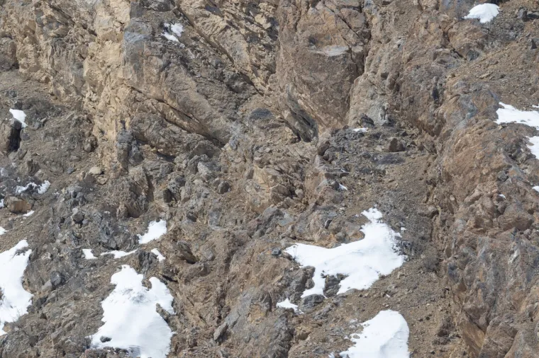 Snježni leopard, poznat i kao irbis ili &quot;duh planina&quot;, veličanstvena je velika mačka koja obitava u surovim, visokim planinskim lancima Središnje i Južne Azije. 