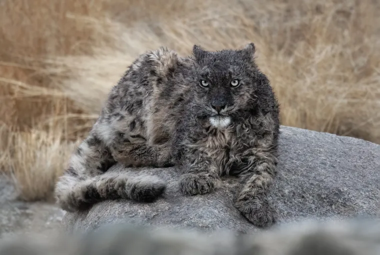 Snježni leopard je uglavnom samotna i teritorijalna životinja, najaktivnija u zoru i sumrak (krepuskularna aktivnost). Veličina teritorija varira ovisno o dostupnosti plijena; u područjima s obiljem hrane može iznositi od 12 do 40 kilometara kvadratnih, dok u siromašnijim staništima može doseći i do 1.000. 