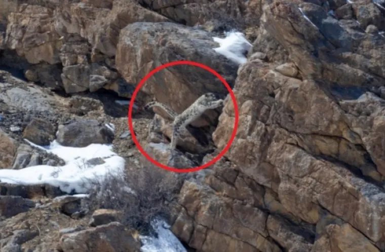 Snježni leopardi općenito izbjegavaju ljudska naselja i aktivnosti, te preferiraju ostati skriveni u svom planinskom stani&scaron;tu.