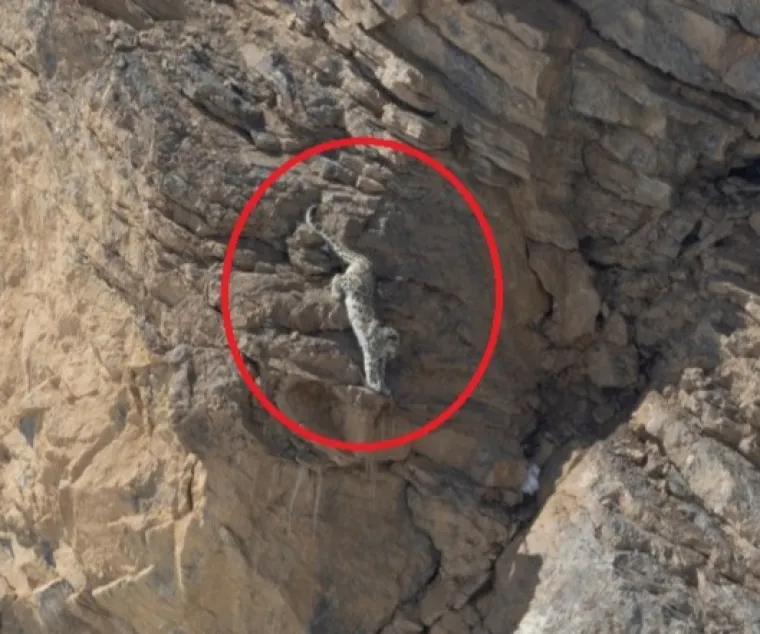 Njihova prirodna pla&scaron;ljivost i tendencija da se povuku pred ljudskom prisutno&scaron;ću značajno smanjuju mogućnost sukoba.