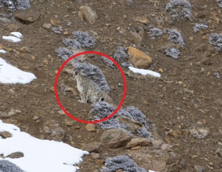 Procjenjuje se da u divljini živi između 4.000 i 6.500 jedinki, iako je točan broj te&scaron;ko utvrditi zbog njihove neuhvatljive prirode i nepristupačnog stani&scaron;ta.