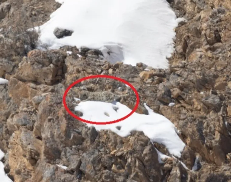 Jedna od najvećih prijetnji snježnim leopardima dolazi od krivolova &ndash; njihovo gusto, prekrasno krzno često zavr&scaron;ava u izradi odjeće i tepiha, dok se kosti i drugi dijelovi tijela jo&scaron; uvijek koriste u tradicionalnoj medicini. No, uz ljudsku pohlepu, ovu tajanstvenu zvijer ugrožava i gubitak prirodnog stani&scaron;ta. &Scaron;irenje naselja, izgradnja cesta i rudnika, kao i pretjerana ispa&scaron;a stoke, sve vi&scaron;e nagrizaju njihovo planinsko utoči&scaron;te, čime stvaraju fragmentirana područja u kojima je preživljavanje sve teže.